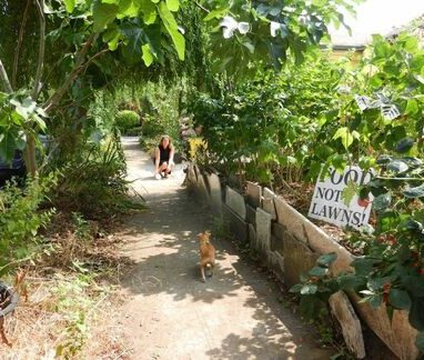 food not lawns in portland food not lawns in portland urban vegetable garden with dog