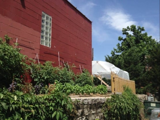 urban farming tomato plants in urban garden with diy greenhouse Kansas City