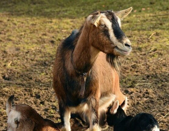 mother goat feeding her kids - Animals in a Permaculture System