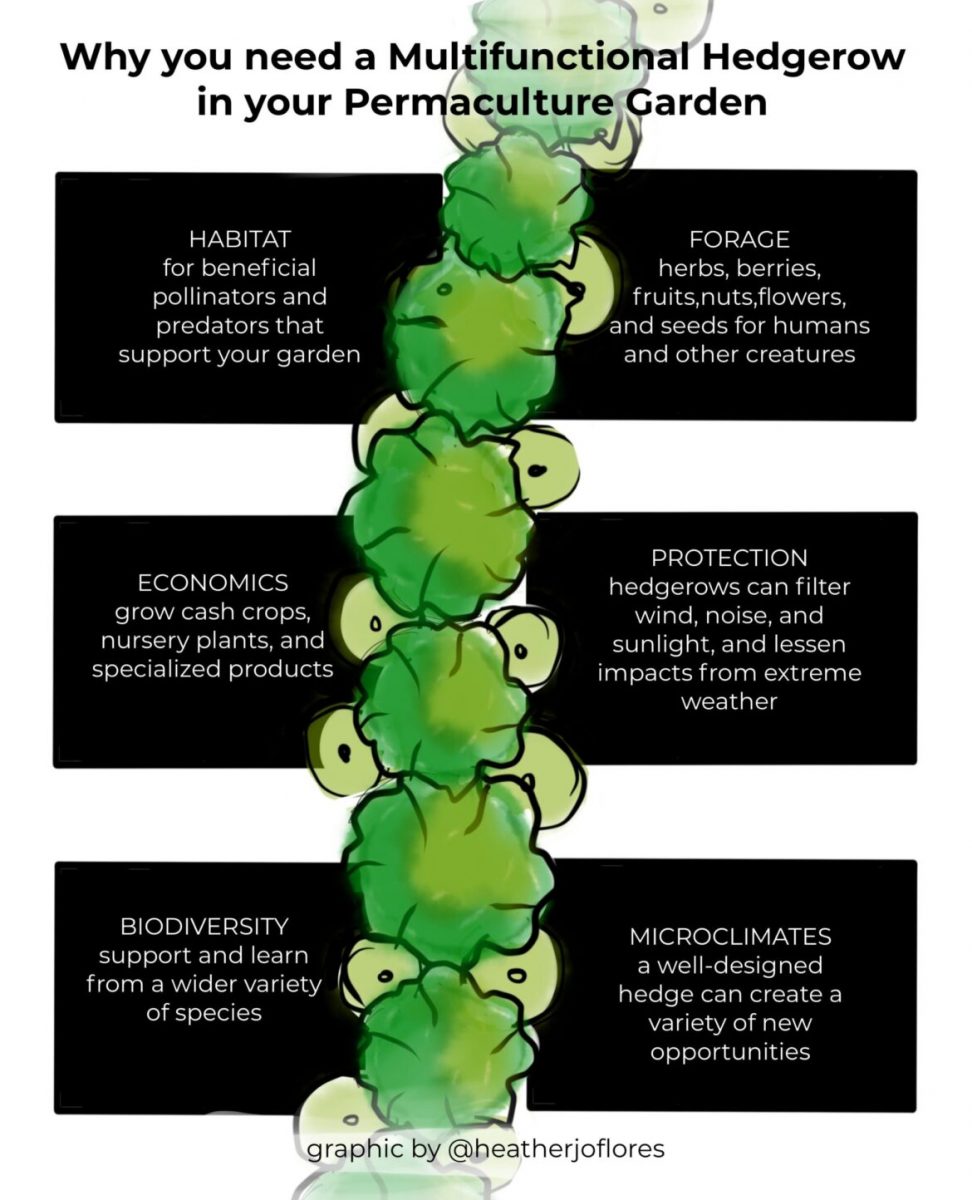 Why you need a multifunctional permaculture hedgerow infographic by Heather Jo Flores