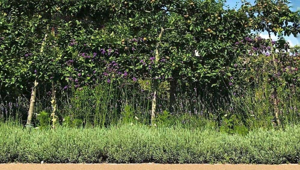 img 7761 lavender hedge with trees in forest garden