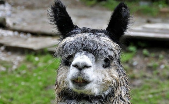 wooly alpaca with smile - Animals in a Permaculture System