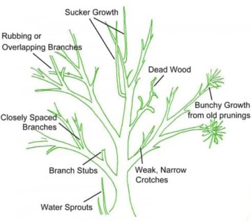 how to prune shrubs infographic