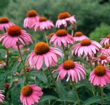 ecpu 0 echinacea purpurea 1491333866 echinacea flowering