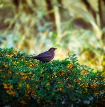 thrush in hedgerow with berries