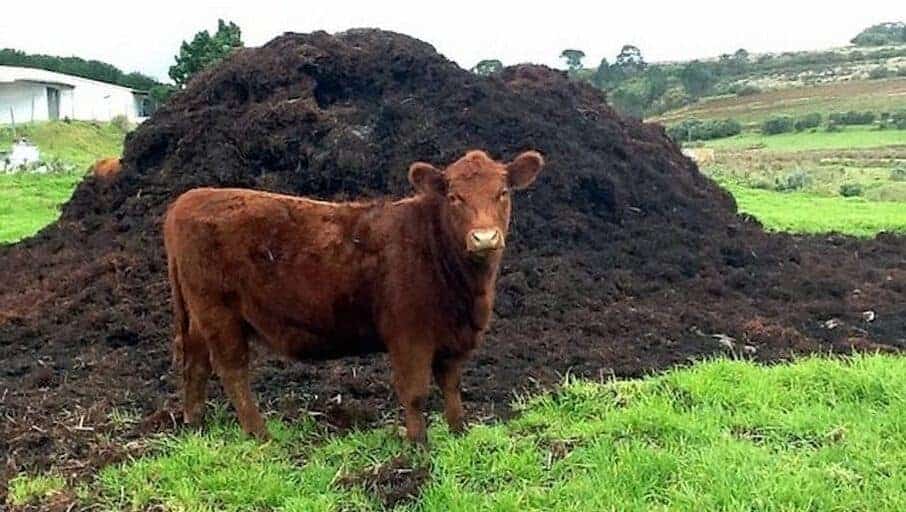 Soil Food Web: - a cow in front of pile of manure