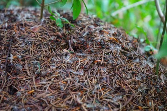 mulch with pine needles