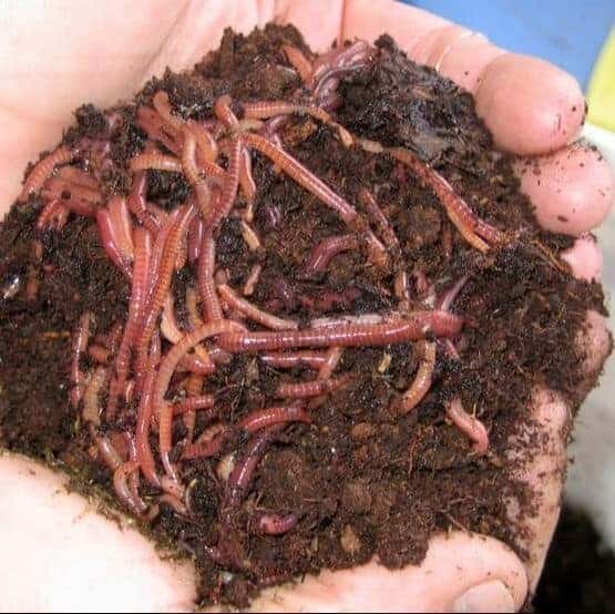 handful of soil with worms