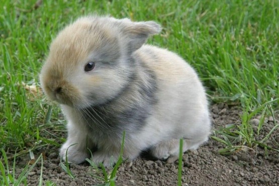 young fluffy baby rabbit in grass - Animals in a Permaculture System