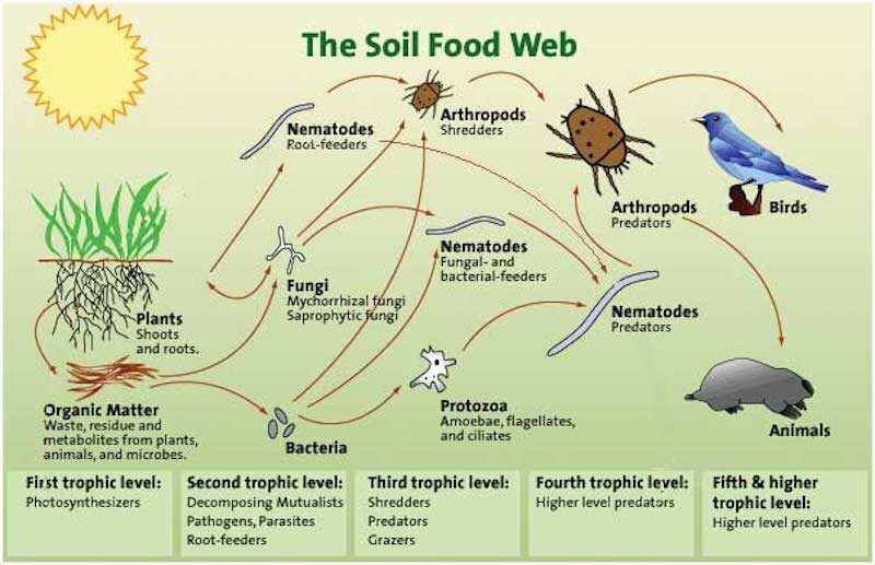 soil food web