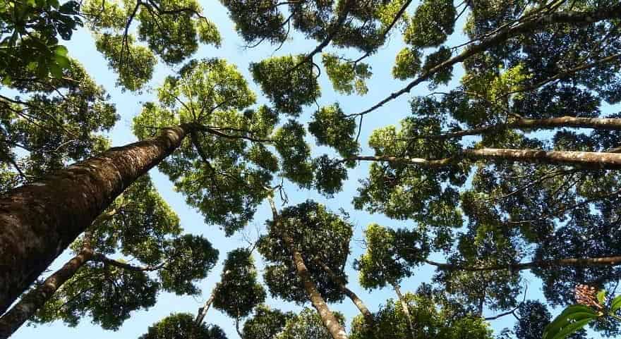 f8985be0ea00aa7d55e1b10ffb0fd15f crown shyness