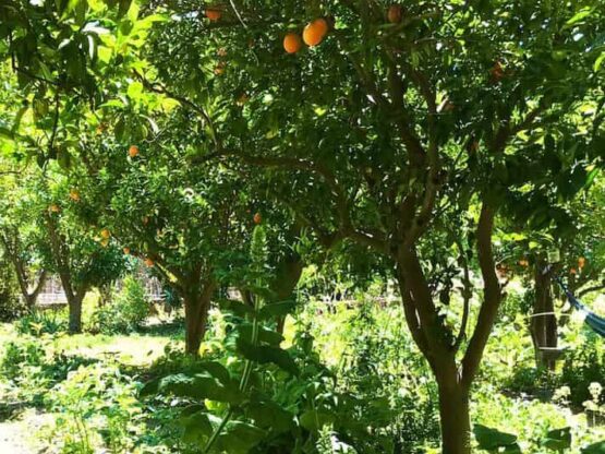 img 8040 photo full food forest citrus tree guild of companion plants