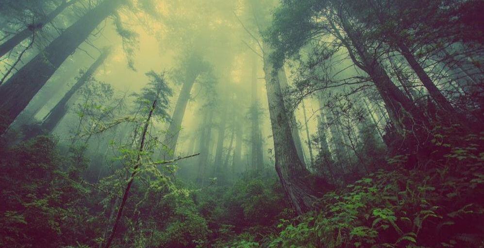 forest 931706 960 720 symbiotic tree canopy