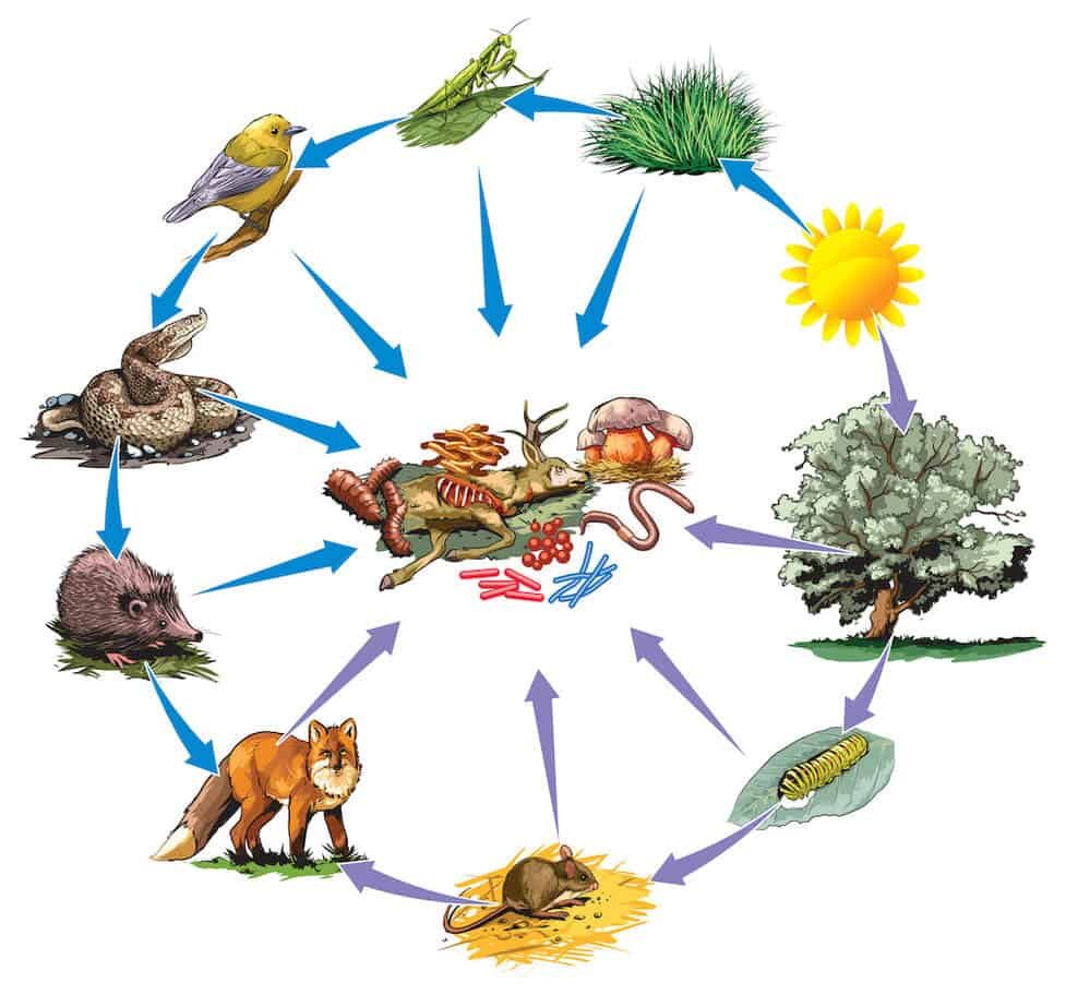 food webs in ecosystems