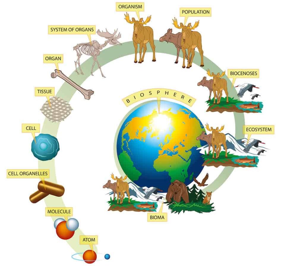circle of life 1 orig ecosystems from atom to biosphere