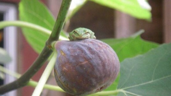 8210381 orig frog on a fig photo close up