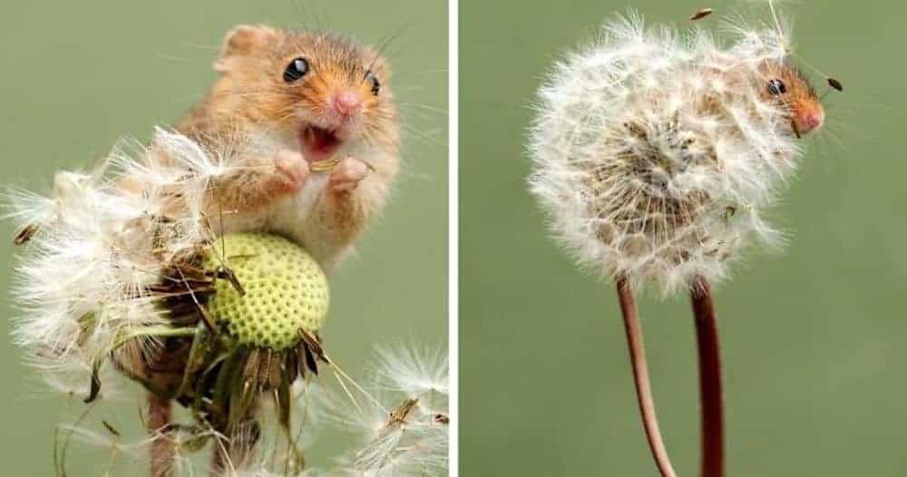 field mouse in dandelion