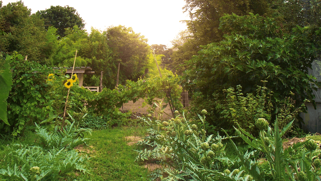 big2 2 artichokes in magical organic farm oregon