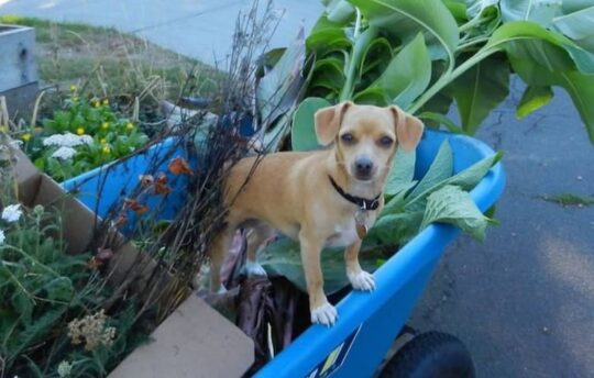 Chihuahua in trailer with plants and pots