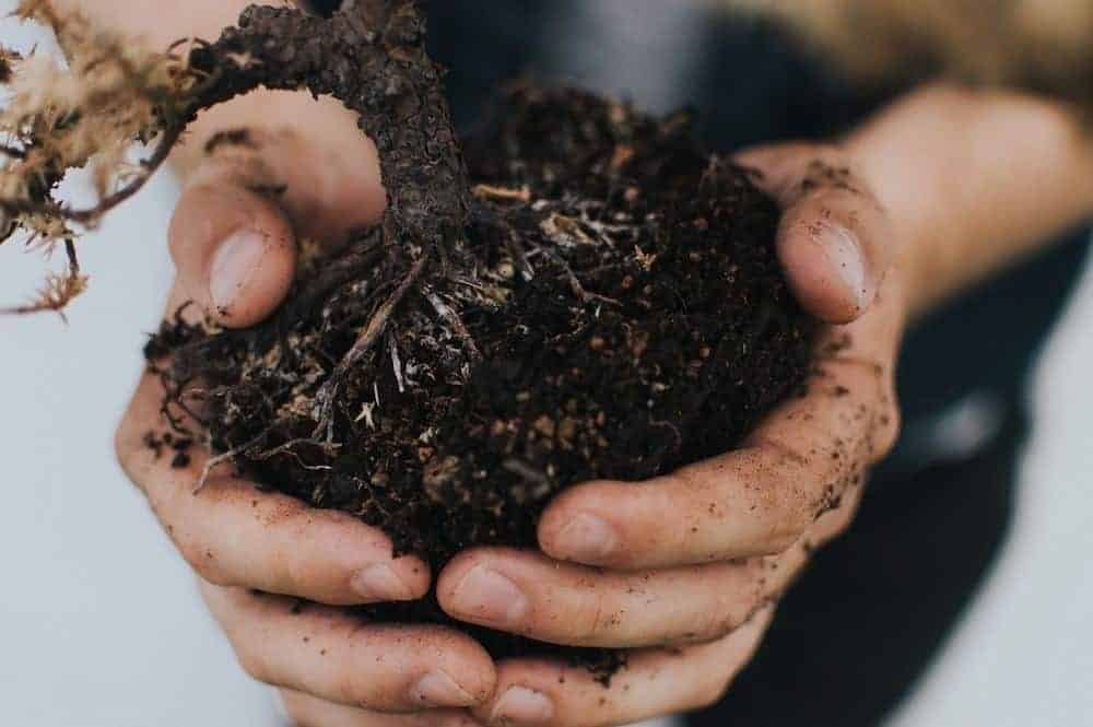 Emotional Permaculture: hand full of organic compost