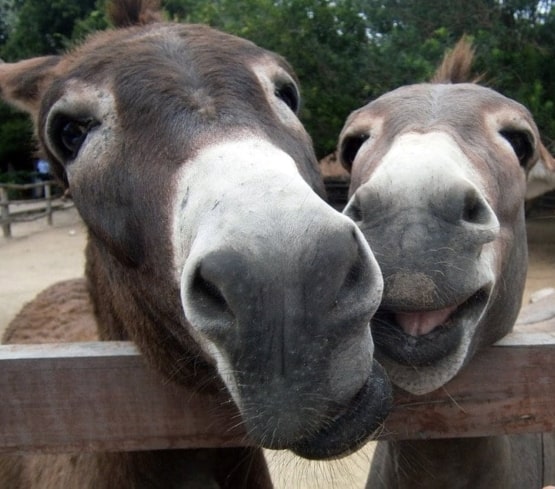 two donkeys looking over fence smiling