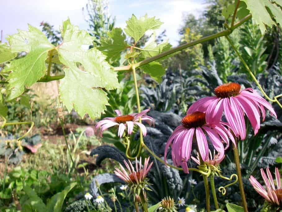echinacea grapes and lacinato kale plus horseradish on bottom left permaculture biodiversity - echinacea-grapes-and-lacinato-kale-plus-horseradish-on-bottom-left
