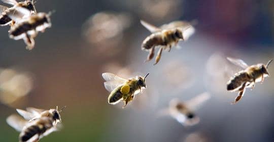 safe image Integrated Pest Management: bee swarm in flight