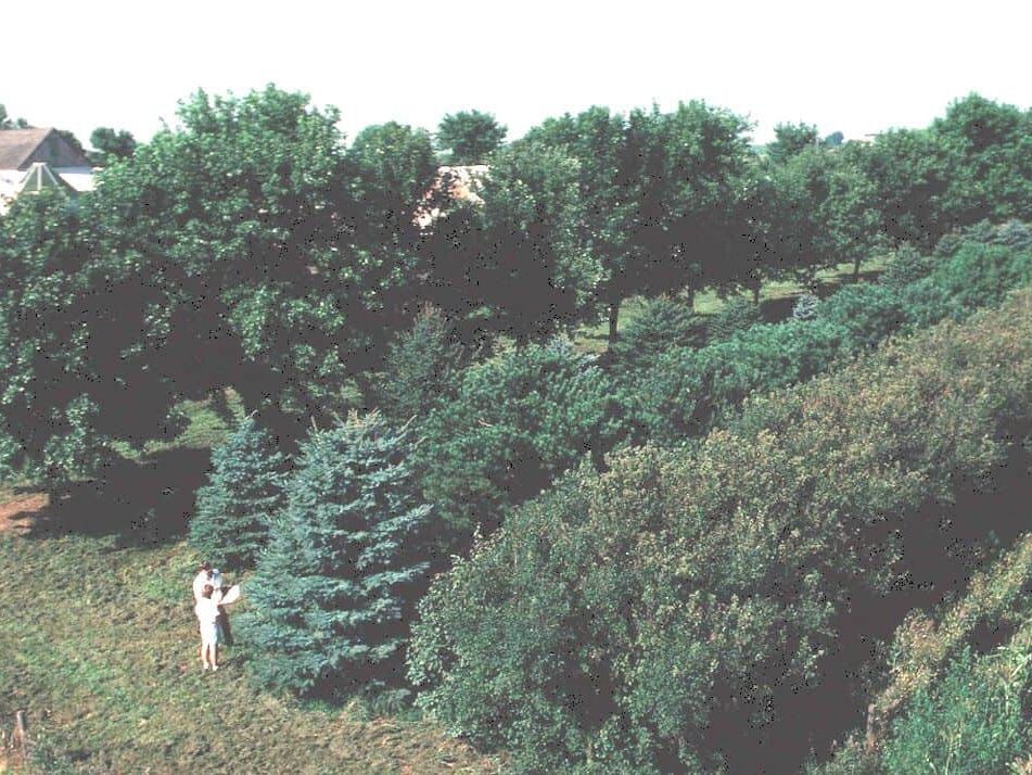 multi row farmstead windbreak in pocahontas county iowa includes shrubs conifers and deciduous trees by lynn betts Microclimates for Permaculture Design:
- hedges and windbreaks of deciduous trees and conifers