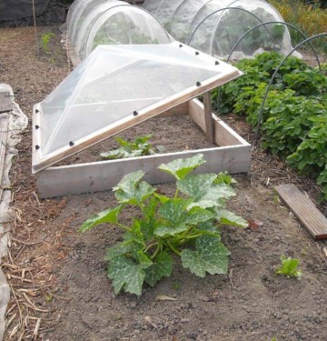 cold frame cloches and cold frames with courgette plants in garden