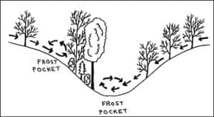 frostpocket orig design of use of frost pockets to protect trees