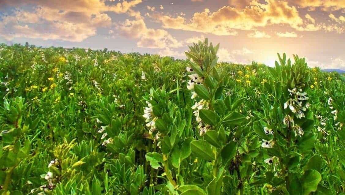 field of fava beans cover crop blooming