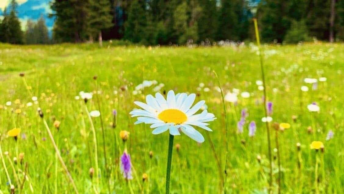 daisy on a meadow