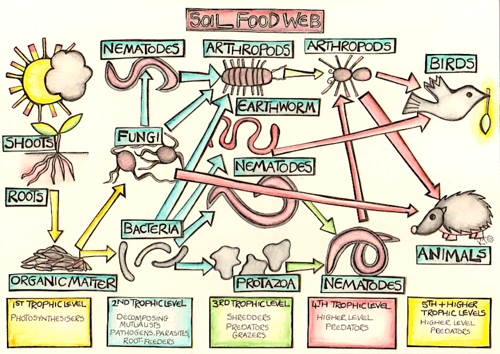 Life in the soil food web illustration by Katie Shepherd