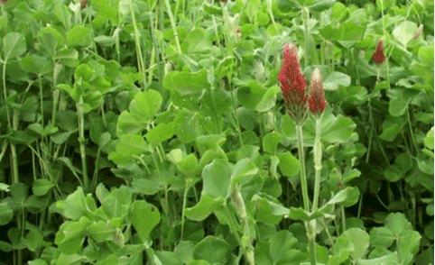red clover cover crops