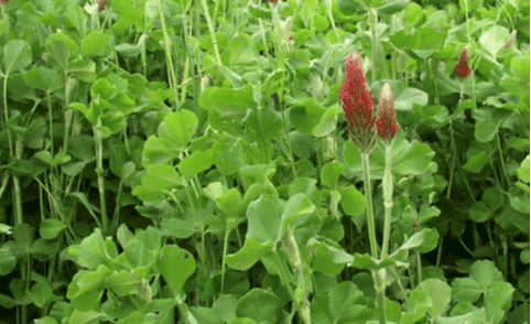 screenshot 2019 07 04 at 22 28 09 red clover cover crops