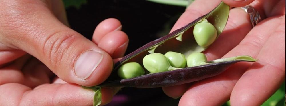 donations hands with peas in a pod