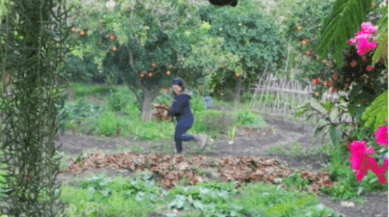 mulching the permaculture garden