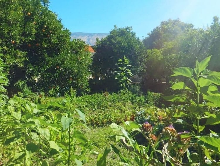 ld Growing Medicinal Herbs - permaculture food forest