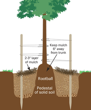 w1200 d2e treeplantingguide maingraphic how to plant a tree infographic