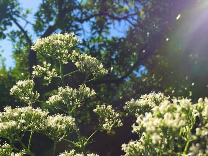 Growing Medicinal Herbs - valerian flowers in sun light