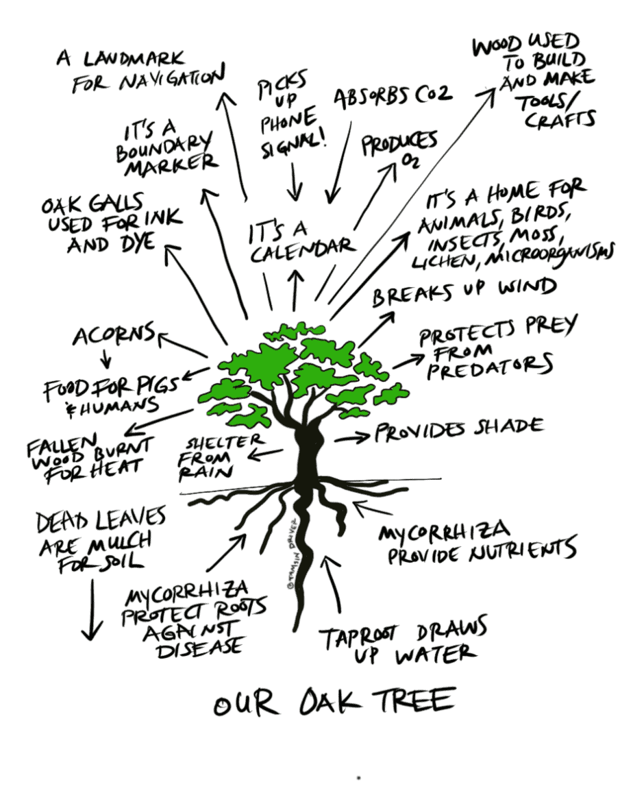 oak tree ecosystem permaculture observation exercise drawing