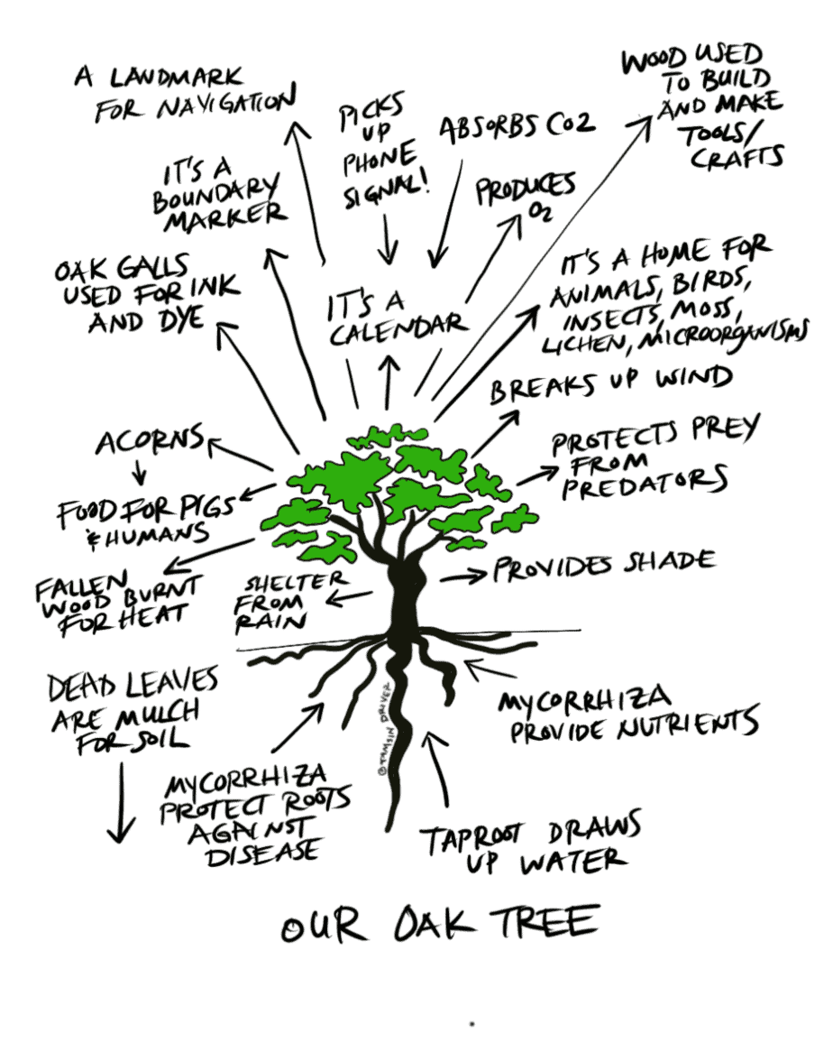 permaculture tree oak tree ecosystem permaculture observation exercise drawing