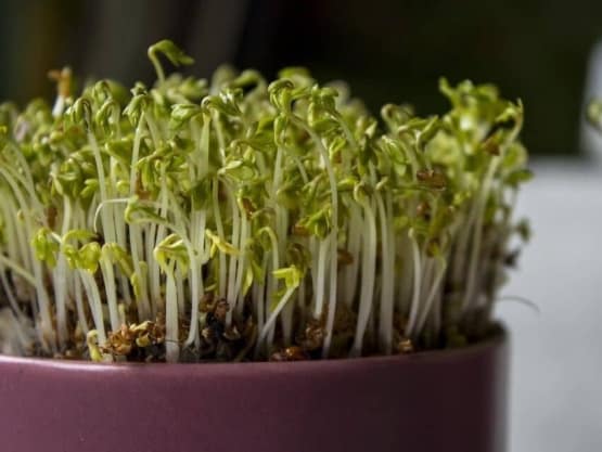 pot of bean sprouts