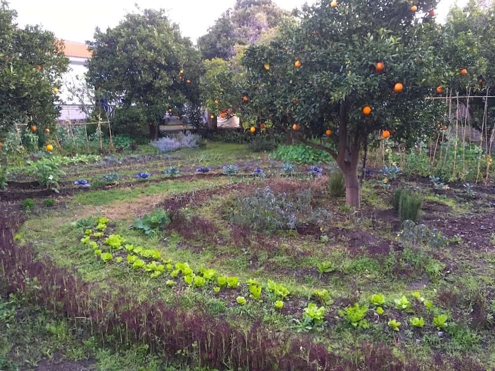 mandala garden permaculture food forest