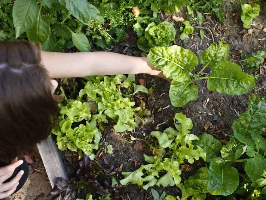 garden 6 young woman planting chard