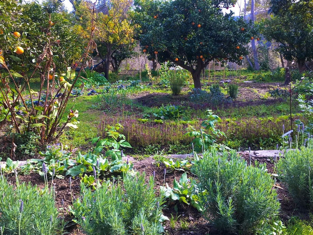 Free Yearlong Permaculture Course