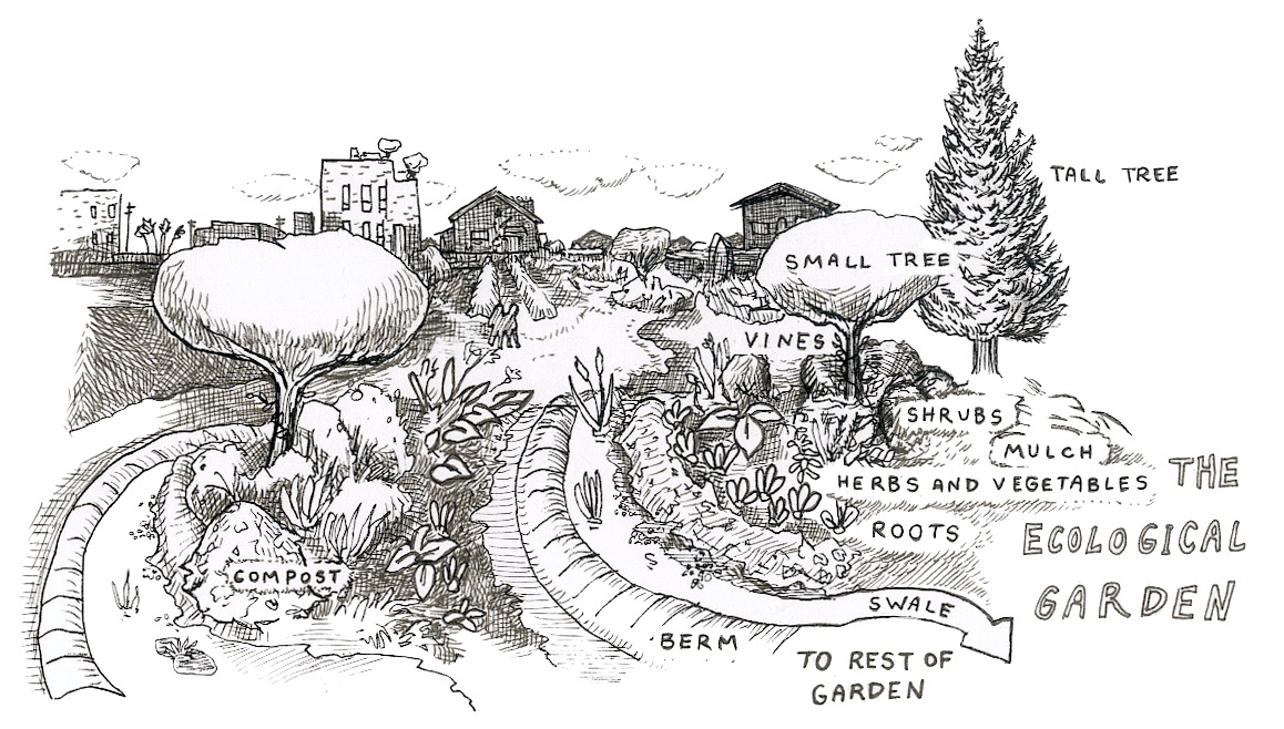 Permaculture for Beginners - Artwork by Jackie Holmstrom for the book ood Not Lawns by Heather Jo Flores