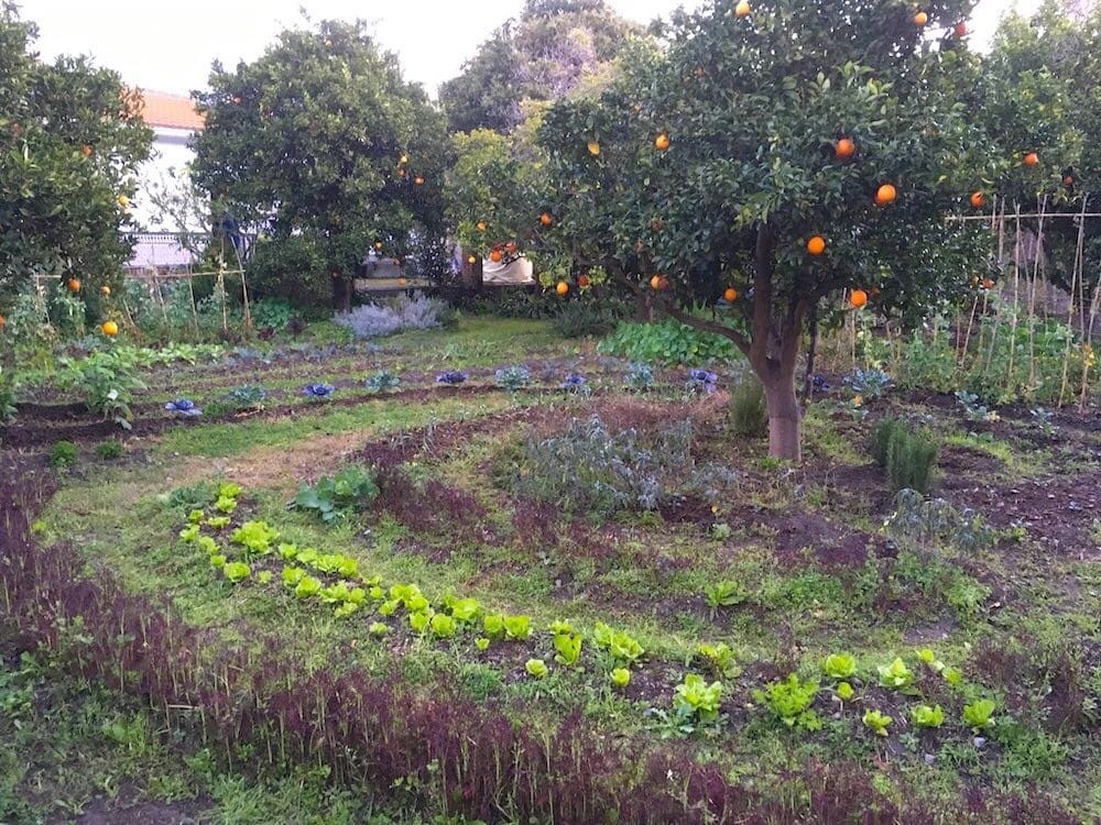 Permaculture for beginners