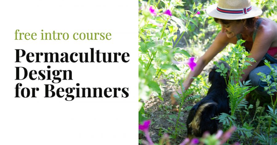 Permaculture for Beginners