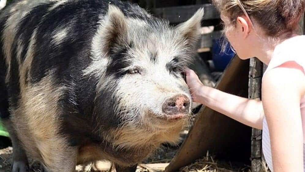 woman stroking a large friendly pig - Animals in a Permaculture System